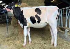 Batouwe Ronald Apple RDC