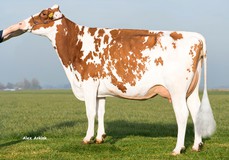 Batouwe Salsa Aiko Red VG-85