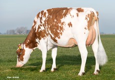 Batouwe Salsa Aiko Red VG-85