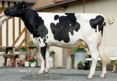 Baviere VG-87