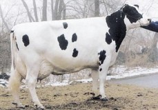 Beachlawn Bell Cleitus Pro EX-93