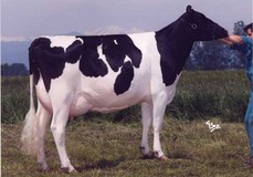 Bel Mtoto Elisa VG-85