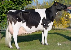 Bel Iron Irene EX-90