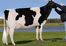 Belfast Bolton Supra VG-85