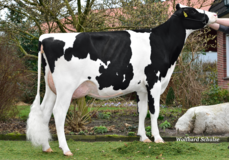 Beline VG-89