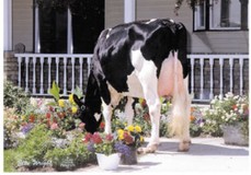 Benner Aeroline Jemima VG-86