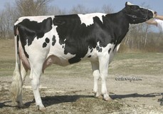 Benner Outside Joyce VG-85