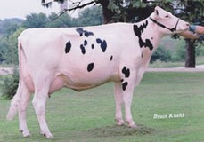 Benners Luke Bandit VG-87