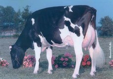 Bersaglio Mtoto Locanda VG-87