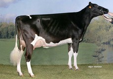 Bertaiola Alexander Lidia VG-88