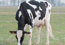 Bertaiola Bolton Lidia VG-86