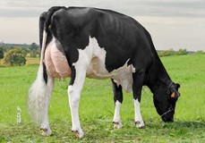 Bertaiola Casper 57 VG-85