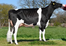JS Rory VG-85 JS Rory VG-85