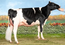 Blexys Chief Bloody Mary EX91, Chief x Blexy EX97 