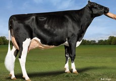 Blexys King Doc Bloom EX-90