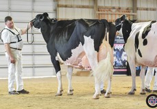 Blondin Goldwyn Subliminale EX-97