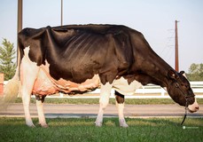 Blondin Goldwyn Subliminale EX-97