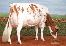 Blondin Redman Seisme EX-97, Redman x Red-Marker x Supra EX-93