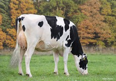 Blondin Success VG-89