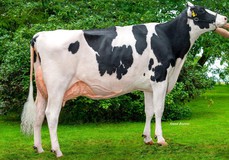 Blondin Success VG-89