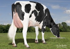 Bomaz Delta 7166 (Delta x Bomaz Frido 6185) VG-85