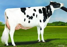 Bomaz Medley 8301 RDC EX-94, same family 