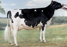 Bonhill Warsi 55 RDC VG-88