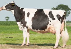 Bons-Holsteins Ella 158 EX-94 Bons-Holsteins Ella 158 EX-94