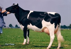 Broeks Rozelle VG-89