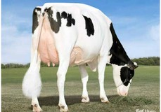 Brookview-E Moviestar VG-86