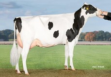 Buiner MC Taya VG-85