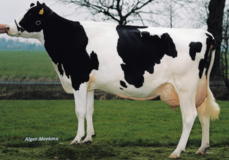 Butemare Ida Jabot VG-85 Butemare Ida Jabot VG-85