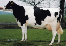 Butemare Ida Jabot VG-85