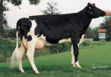 Butemare Ida Ronald VG-87