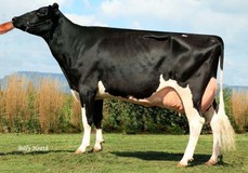 Calbrett Shottle Lea EX-90 Calbrett Shottle Lea EX-90