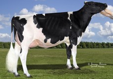 Calbrett Supersire Barb RDC VG-86