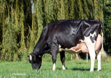 Carf Emeraude EX-91