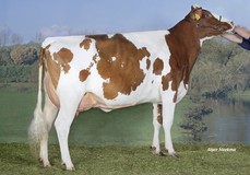 Caudumer Lol 292-Red P VG-87