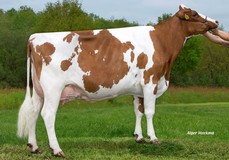 Caudumer Lol 292-Red P VG-87