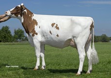 Caudumer Lol 305 PP Red VG-87