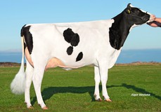 Caudumer Lol 371 P RDC VG-86