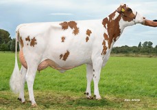 Caudumer Lol 422 PP Red VG-85