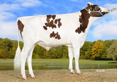 Caudumer Solitair P, son of Lol 371 VG-86