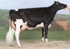 CCC Goldwyn Konny VG-87