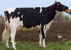 Chemello Jocko Benge VG-87