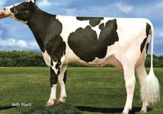 Cherry-Acres Jedi Lauri VG-85