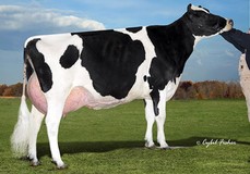 Cherry Crest Manoman Roz EX-91