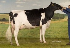 Cinderella VG-89