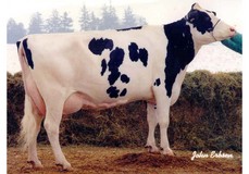 Clover-Mist Alisha EX-93