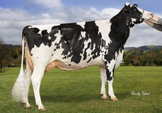 COL Carmen VG-86, Headliner x Cosmo VG-88